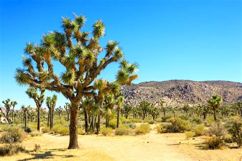 joshua tree national park vast desert terrain and stargazing spot in california go guides
