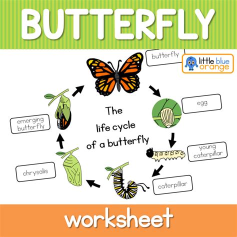 A few simple items needed for this craft and you are ready to get started. Butterfly life cycle worksheet by Little Blue Orange | TpT