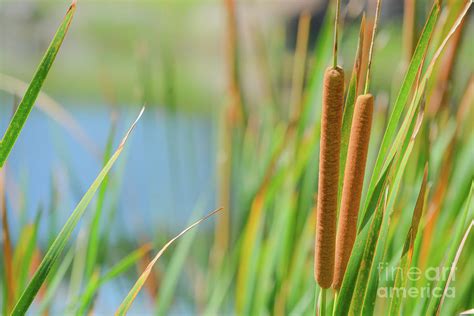 Cattails On The Edge Of A Pond Photograph By Norm Lane