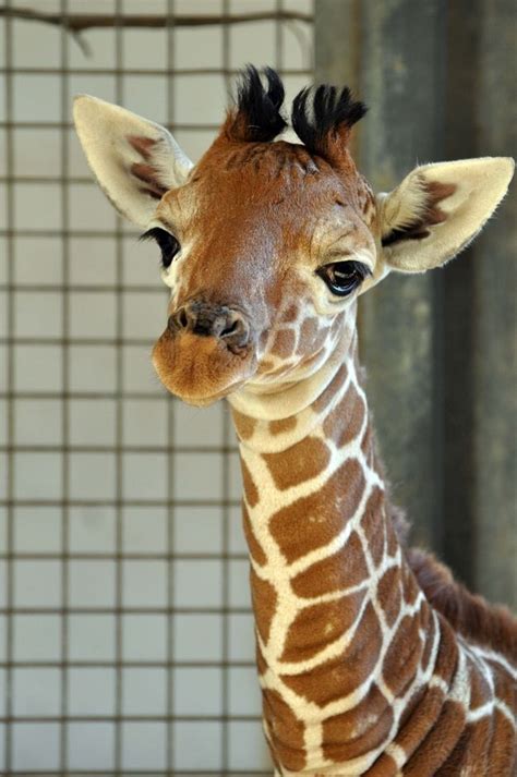 Please Say Hello To This 1 Month Old Baby Giraffe Cute Giraffe