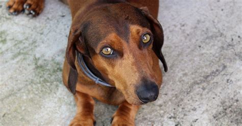 Hair Loss In Dachshunds Whats Normal Everyday Of Dogs