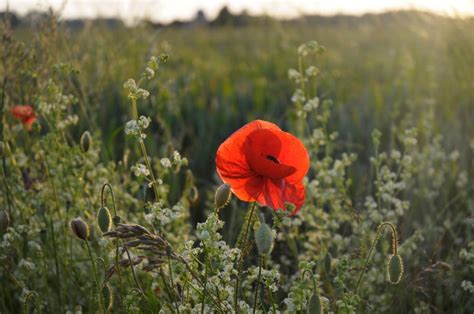 When To Start Wearing A Poppy Remembrance Day 2016 Poppy Etiquette