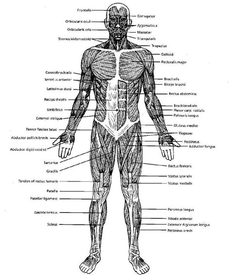 Blank Muscle Diagram To Label Awesome Black And White Muscular System