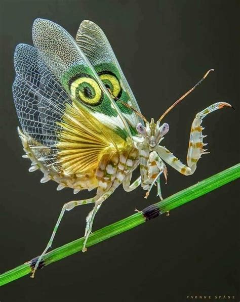 Weird Insects Cool Insects Bugs And Insects Amazing Animals Animals