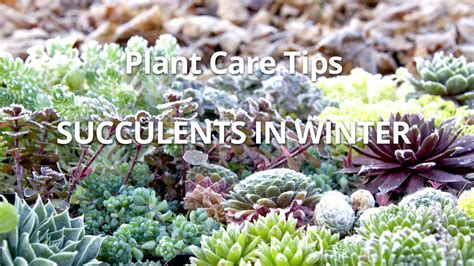 How Winter Cold Affects Succulents Succulents Succulent Landscaping