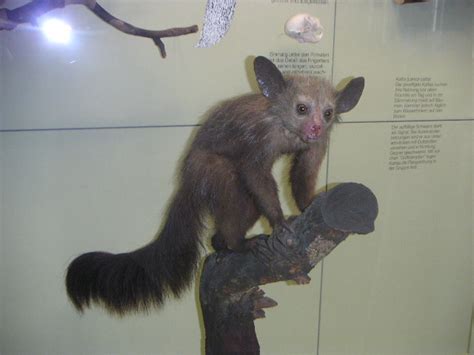 Abes Animals 2 Extinct Animals Of Madagascar That Went Extinct In