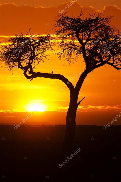 Beautiful African Sunset — Stock Photo © Ivanmateev 62110297