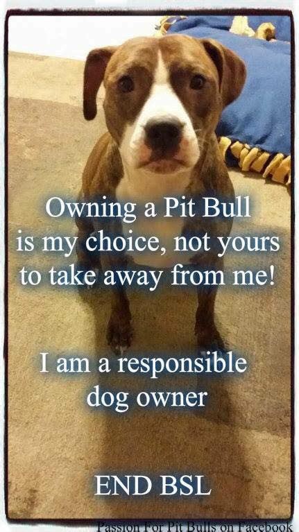Pin On My All Time Love Pit Bulls