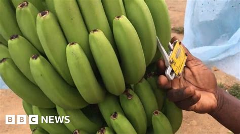 Battling To Save The World S Bananas BBC News