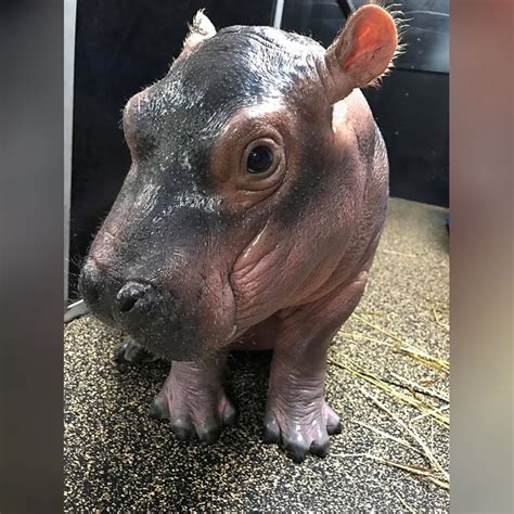 Fiona The Hippo Is Getting Her Own Adorable Childrens Book Good