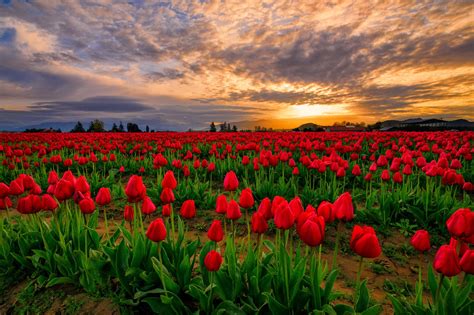 Download Red Flower Sunset Sky Field Flower Nature Tulip Hd Wallpaper