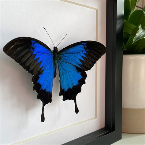Papilio Ulysses Mounted Real Butterfly