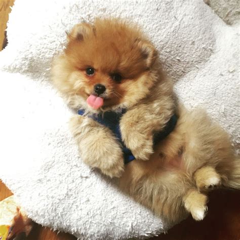 728,021 likes · 10,535 talking about this. Beautiful cute fluffy miniature Pomeranian puppy | London ...