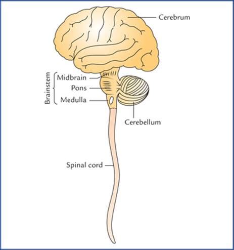 The nervous system does more than route information and process commands. Central Nervous System: an Overview - Textbook of Clinical ...