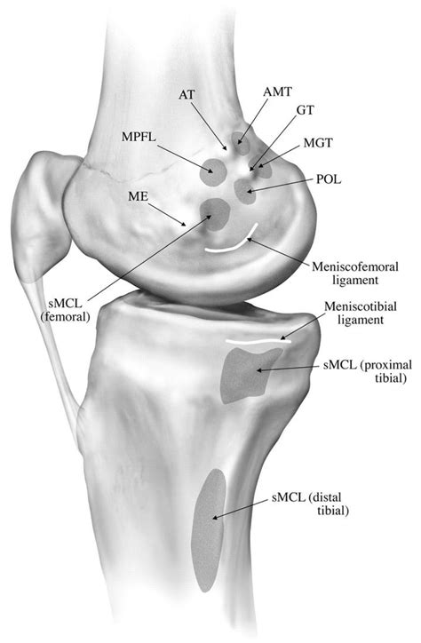 Patellofemoral Joint Knee And Sports Orthobullets