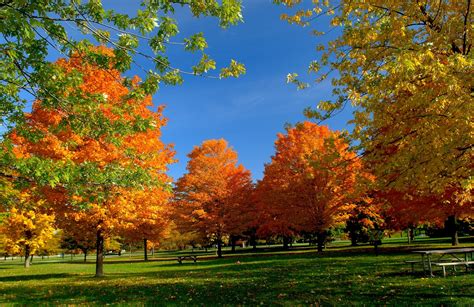 Autumn Park Trees Leaves Bench Picnic Wallpaper Coolwallpapersme