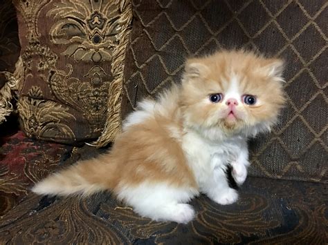 15 Top Images Persian Kittens For Sale Utah Himalayan Persian Cats