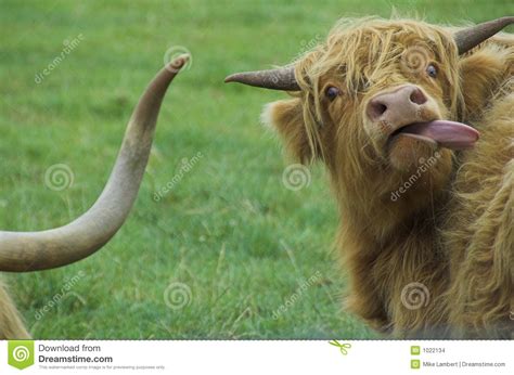 Highland Cattle Stock Photo Image Of Animals Highland 1022134