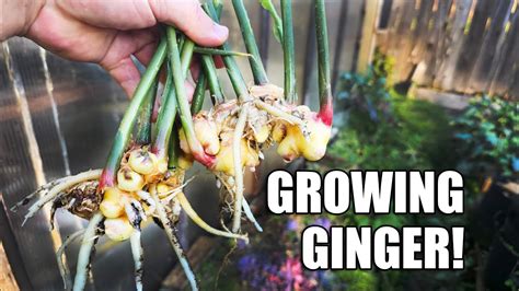 Growing Indoor Ginger Sprouted From Store Bought 2020 Youtube