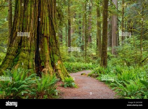 Trail Through Redwood Trees In Simpson Reed Grove Jedediah Smith State