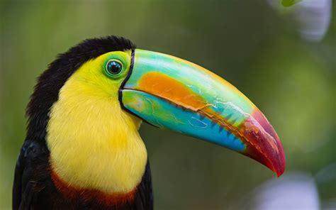 Toucan Bird Photos Dream Of Toucan 24575