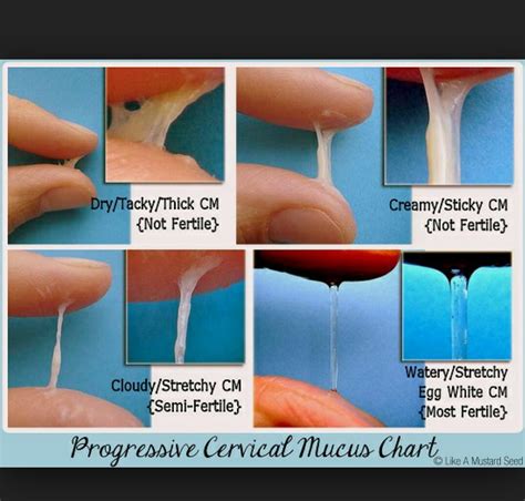 Cervical Mucus Chart Pic Glow Community My Xxx Hot Girl