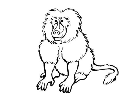 Baboon Coloring Pages Coloring Pages 🎨