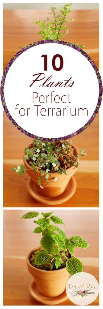 10 Perfect Terrarium Plants ~ Bees And Roses