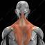 Trapezius Muscle Artwork  Stock Image C020/2508 Science Photo Library