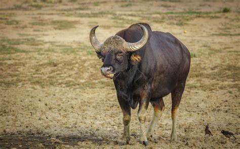 Gaur Indian Bison Is The Largest Wild Bovid Alive Today It Is The Largest Species Among The