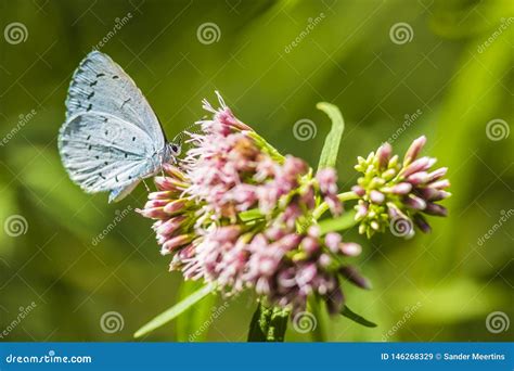 Pollination Bleue De Papillon Dargiolus De Celastrina De Houx Image Stock Image Du Coloré