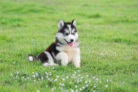 They are such magical never heard of a zoomie? How Much Dog Food Should I Feed My Siberian Husky? - Animals Time