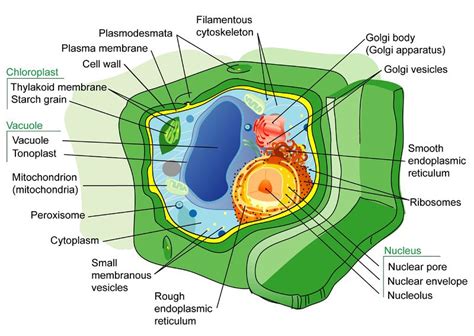 We did not find results for: Plant Cell Structures ( Read ) | Biology | CK-12 Foundation