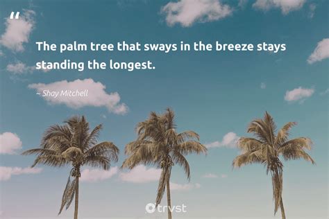 46 Palm Tree Quotes To Inspire Chilled Moments And Beach Time 2023