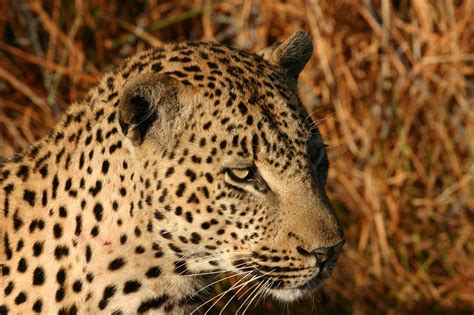 Fileafrican Leopard Chitwa South Africa Luca Galuzzi 2004
