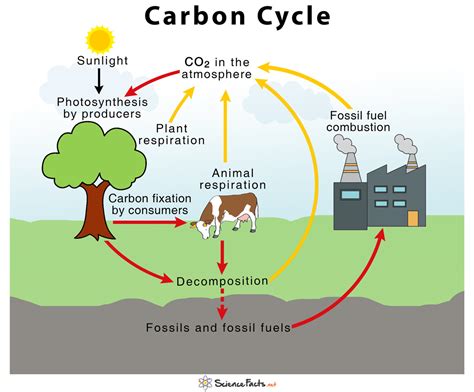 What S The Main Process Of The Carbon Cycle Best Games Walkthrough