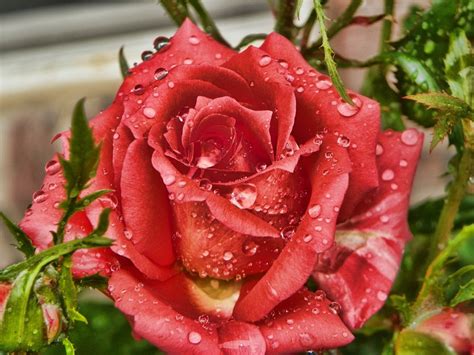Wet Rose By Dustintillery9811