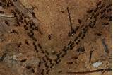 Photos of House Termite Treatment
