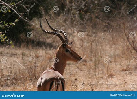 South Africa Wildlife Deer Stock Photo Image Of Animals 68492614