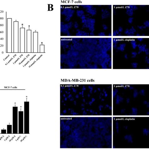 A The Viability Of Breast Cancer Cells MDA MB 231 And MCF 7 Cells