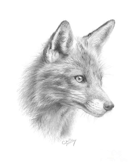 Fox Pencil Drawing