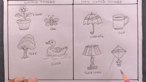 How To Draw Living Things And Non Living Things Youtube