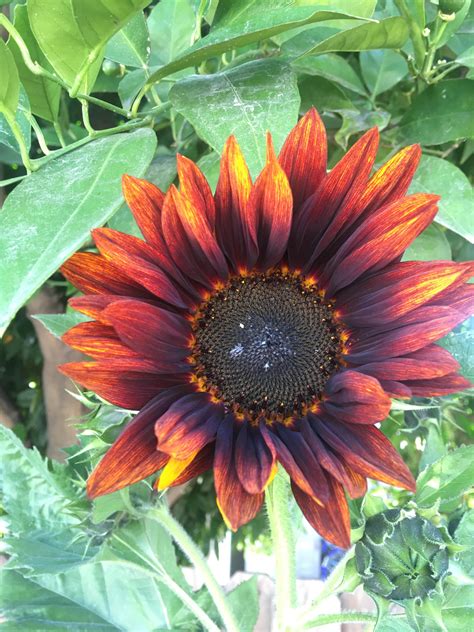 We Didnt Plant Sunflowers This Year Gardening Garden Diy Home