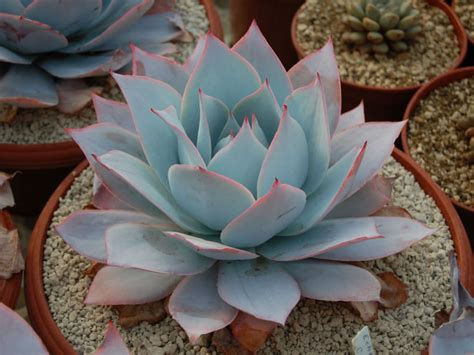 Let's take a look at succulents that bloom and exactly how to care for them. Echeveria cante | World of Succulents