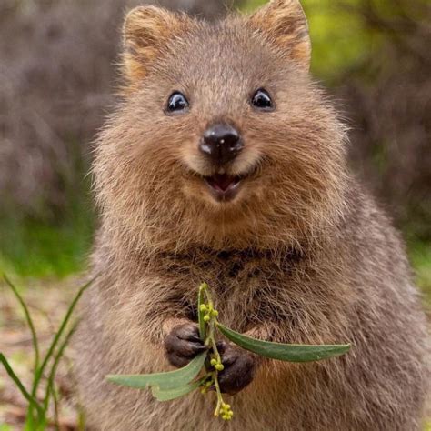 The Charm Of Smiling Quokka Facts And Best Selfies