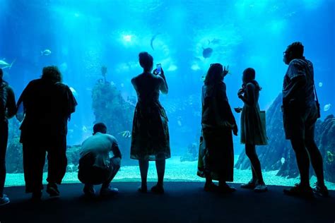People Taking Photos Inside A Walk Through Aquarium Photo Download