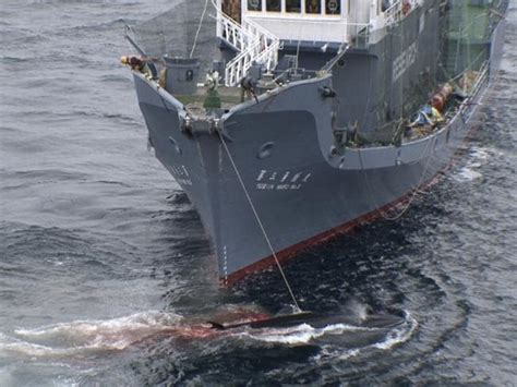‘whaling Has No Place In The 21st Century International Whaling