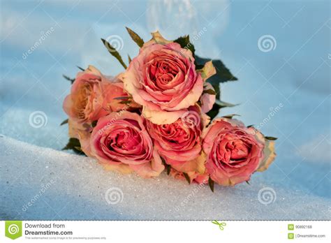Roses In The Snow Stock Photo Image Of Pink Rose Roses 90892168