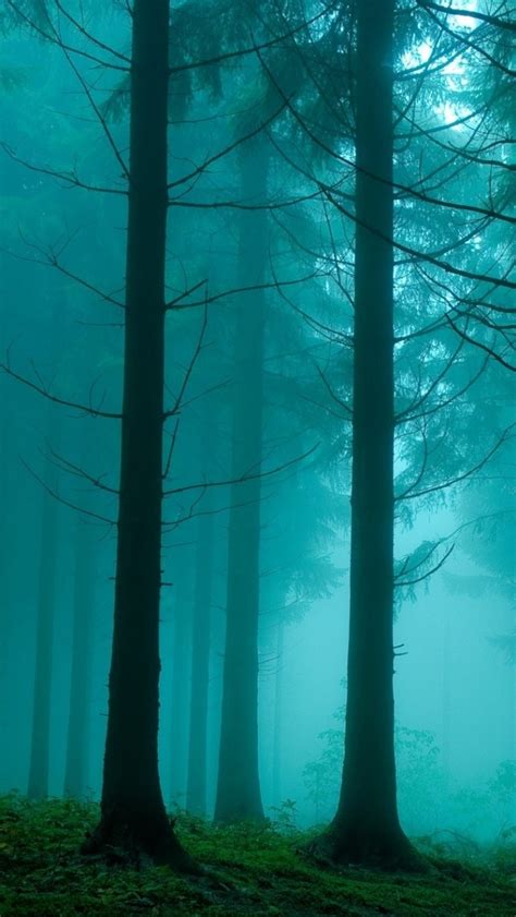 Free Download 640x1136 Foggy Forest Iphone Wallpaper 640x1136 For