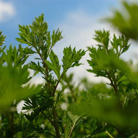 Mugwort Artemisia Vulgaris Foster Farm Botanicals